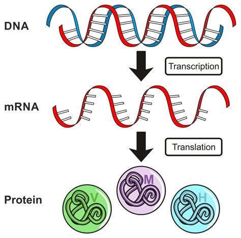 Simple Diagram Of Protein Synthesis