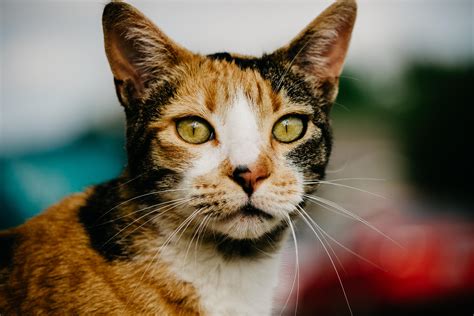 Understanding the Calico Cat Personality: Traits and Characteristics