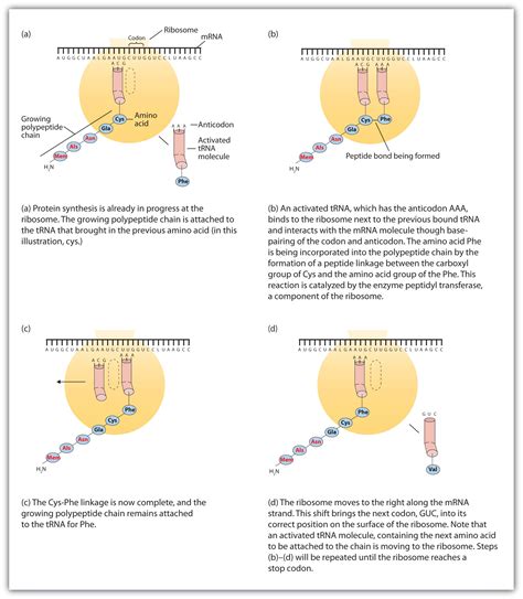 19.4 Protein Synthesis and the Genetic Code | The Basics of General ...