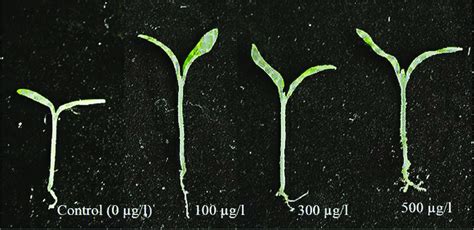 Comparison of the size of seedlings germinated from tomato seeds ...