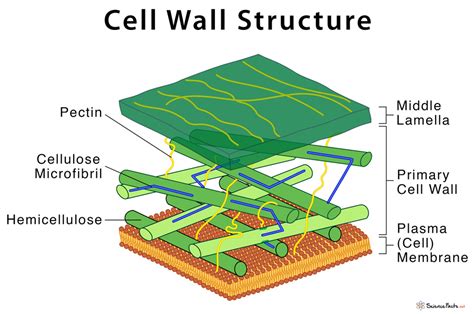 Cell Wall: Definition, Structure, & Functions with Diagram