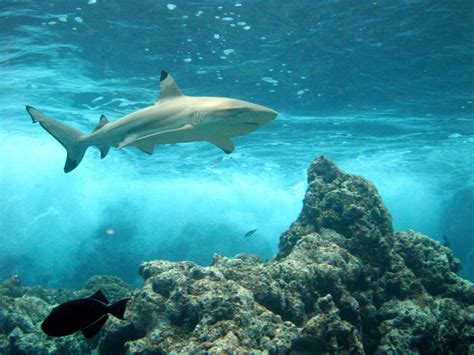 Blacktip Reef Shark - Fishes World - HD Images & Free Photos