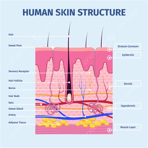 Skin Layers Epidermis Human Health, Follicle, Layered, Illustration PNG ...