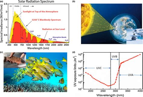 UV radiation and human beings. (a) Solar irradiation spectrum [2]. (b ...