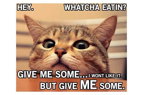 27 of the funniest food memes in 2020 | Cat memes clean, Funniest cat ...