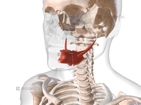 Extrinsic muscles of tongue | BioDigital Anatomy