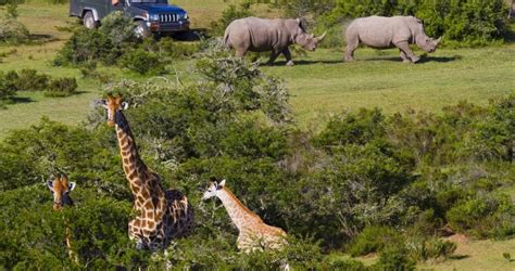 South Africa Safari and Wildlife