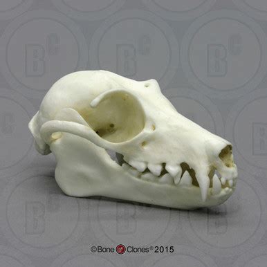 Bone Clones Small Mammal Skulls | Osteology Models | AnatomyStuff