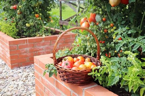 8 Best Raised Garden Bed Materials (& 5 You Should Never Use)