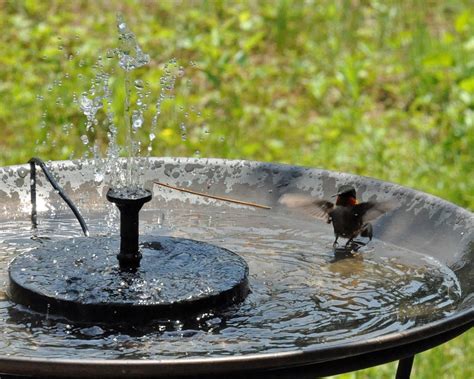 Hummingbird Bird Bath is Exactly What You Need: Best Bird Bath For ...