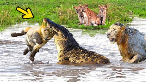 Crocodile Vs Hippo Youtube - Crocodile