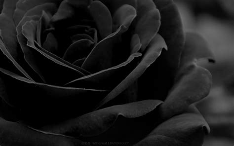 Black Rose Wallpapers - Top Free Black Rose Backgrounds - WallpaperAccess