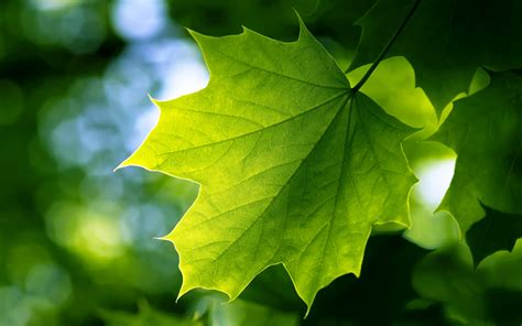 Green Leaf - Wallpaper, High Definition, High Quality, Widescreen