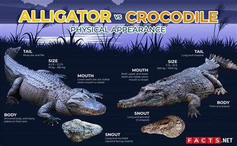 Alligator VS Crocodile: What's The Difference? | Facts.net