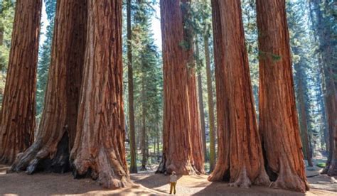 Redwood tree: Facts, benefits, how to grow and care tips