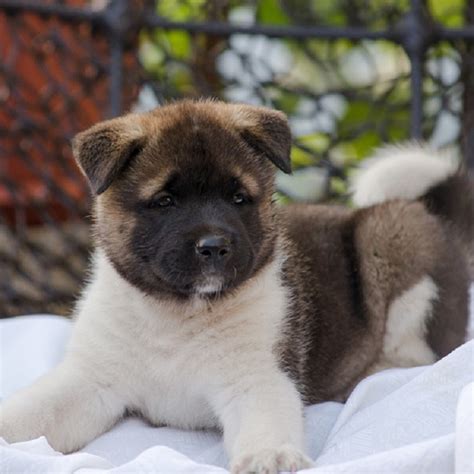 American Akita, Akita Puppies, Dogs, for Sale, Price