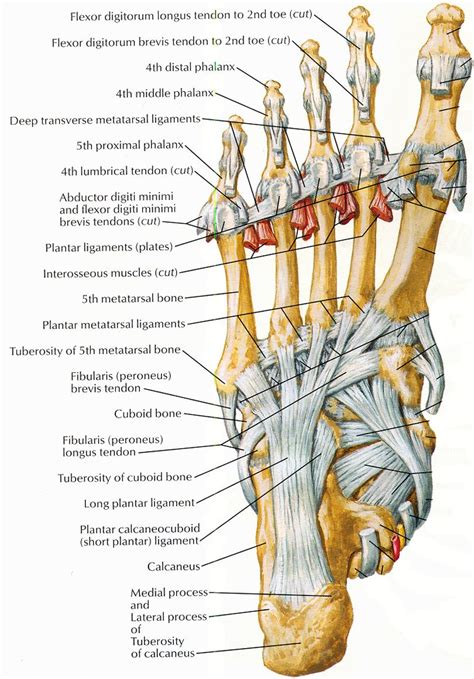 ligaments and tendons of foot netter | Human body anatomy, Medical ...