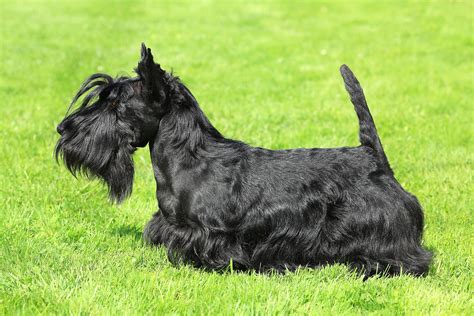 Scottish Terrier Breed Info | Best Food, Training, Grooming | Bil-Jac