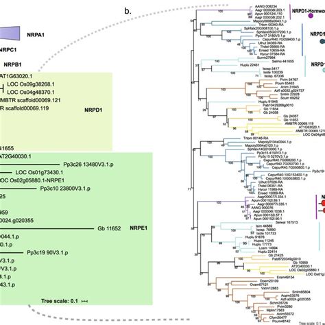 Phylogeny of Archaeplastida showing the species included in this ...