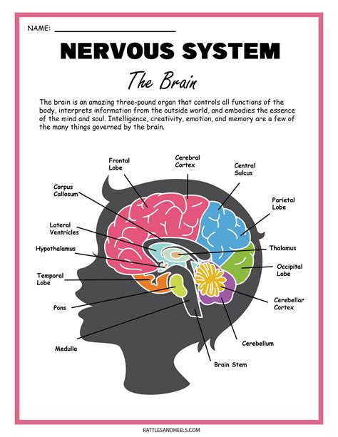 Free Science Worksheets| The Nervous System - Adanna Dill