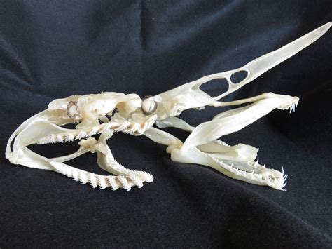 Skull of a frilled shark (Chlamydoselachus anguineus) ラブカ and goblin ...