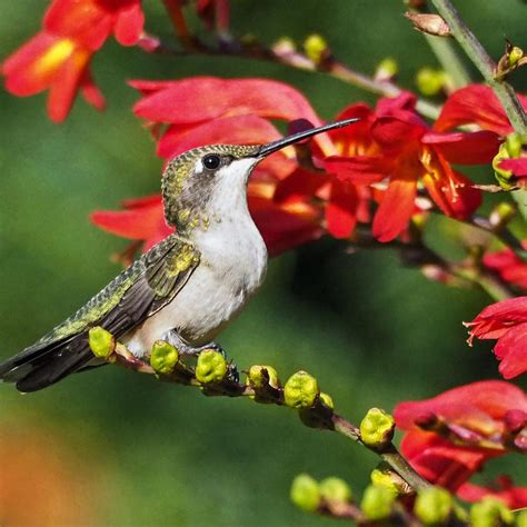 8 Flowers That Attract Hummingbirds | Flowers that attract hummingbirds ...