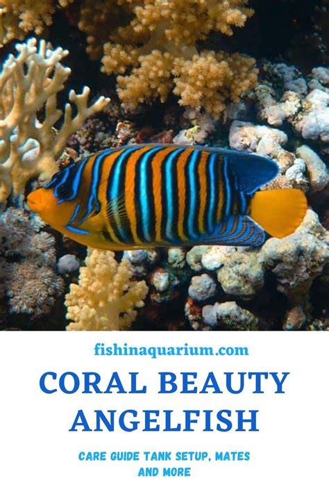 Saltwater Aquarium Fish, Saltwater Fishing, Fly Fishing, Coral Reef ...