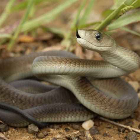 Urban Vipers 3: The black mambas of Durban, South Africa | Wildlife ...