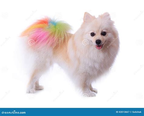 White Pomeranian Spitz Dog Running Outdoors On Grass Royalty-Free Stock ...