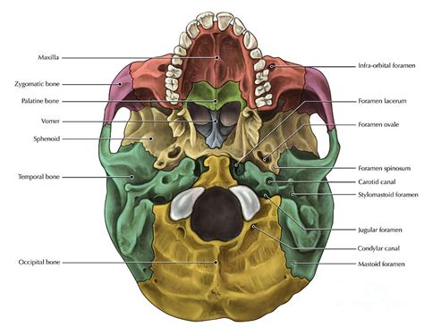 Bones Of The Skull Inferior Photograph by Evan Oto - Pixels