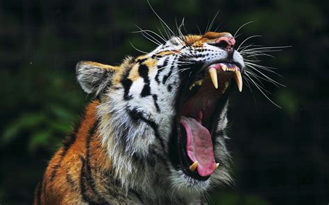 Tiger Big Mouth wallpaper | 2560x1600 | #14423