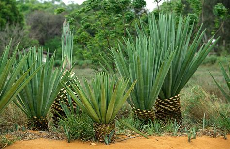 Sisal Agave Sisalana Photograph by Gerard Lacz