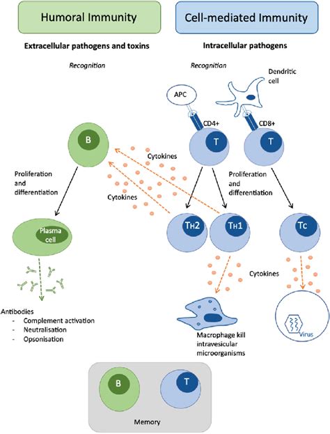 Adaptive immune response overview showing branches of the humoral ...