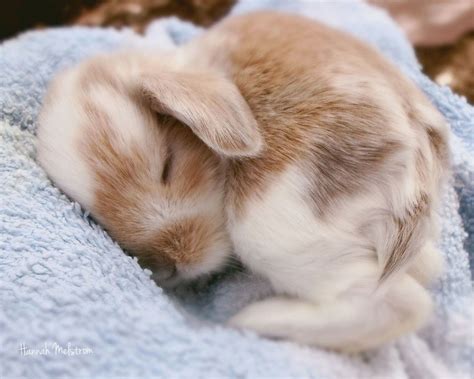 Lovable rabbit | Cute baby bunnies, Sleeping bunny, Cute baby animals