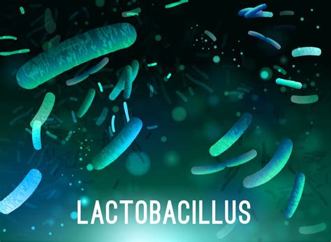 The Benefits of a Lactobacillus Gasseri Probiotic - SMP Nutra