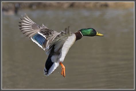 Gallery For > Mallard Duck Flying