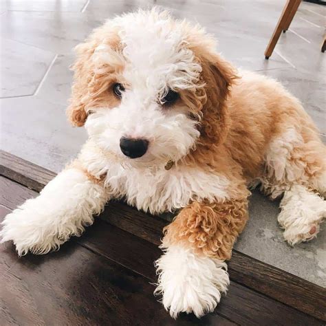 Meet The Mini Bernedoodle And Its Polar Opposite Parents - Animalso