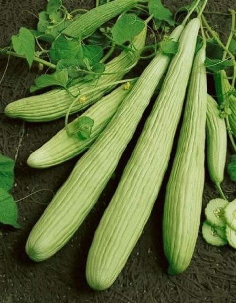 Cucumber ARMENIAN,Cucumber seeds,organic seeds, 0,5 g - ##26