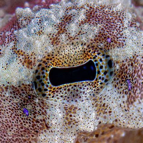 All about the blue ring octopus: small but deadly - Diving liveaboard ...