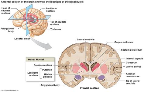 The corpus striatum , or