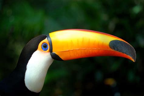 Toco Toucan Facts, Habitat, Diet, Life Cycle, Baby, Pictures