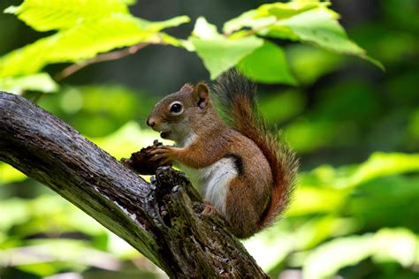 フリー写真画像: 齧歯動物、茶色のリス、動物、木、自然、野生動物、木