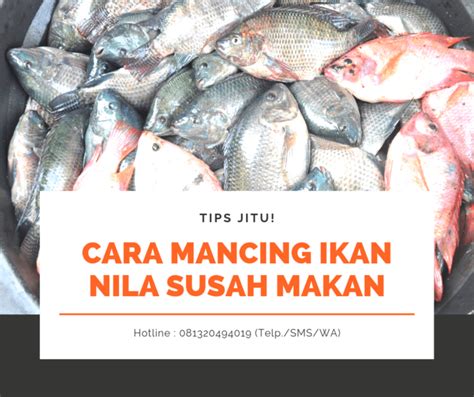 Cara Memancing Ikan Nila Di Danau