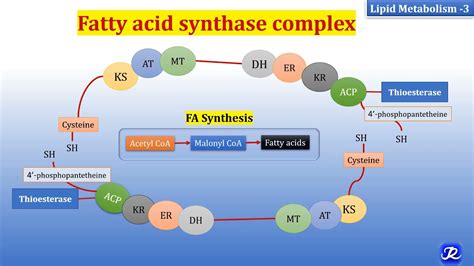 3: Fatty acid synthase complex | Lipid Metabolism-3 | Biochemistry | N ...