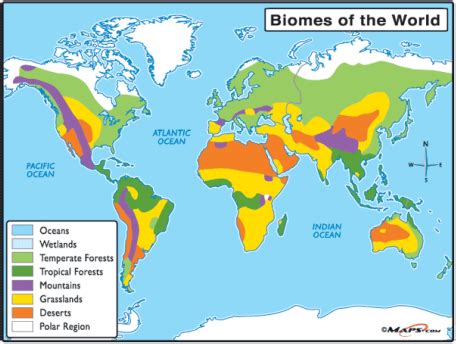 Grasslands biome - GRASSLAND BIOME INFO