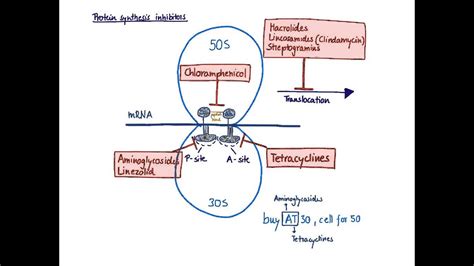 Brandl's Basics: Protein synthesis inhibitors 1 - Mechanism of action ...