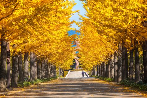 ginkgo tree at Tokyo ,Japan - Savvy Tokyo