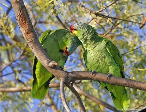 Parrot Encyclopedia | Red-lored Amazon | World Parrot Trust