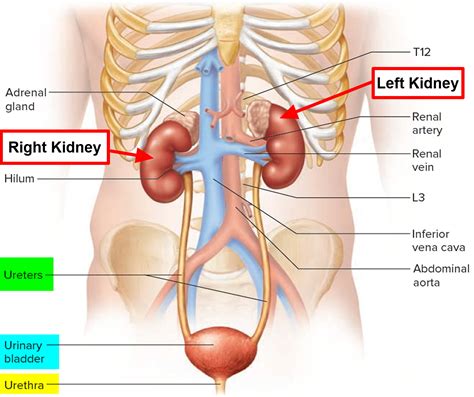 Flank pain cause - left flank pain causes and right flank pain causes