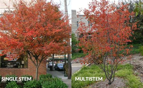 Autumn Brilliance Serviceberry: a Tree for all Seasons